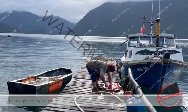 perdida-especies-nativas-chiloe-patagonia